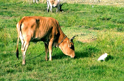 guadeloupe, boeuf, animals