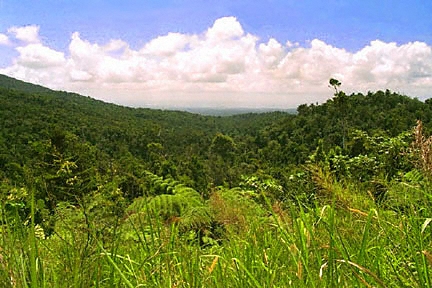 guadeloupe, rain forest, foret dense