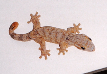 Les Saintes, gecko
