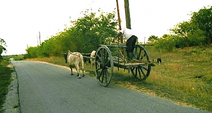 Marie-Galante, oxcart, charrette à boeufs