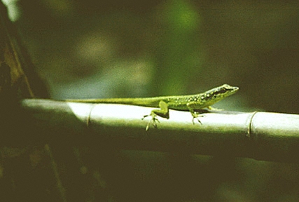 Marie-Galante, bamboo, lizard, anoli