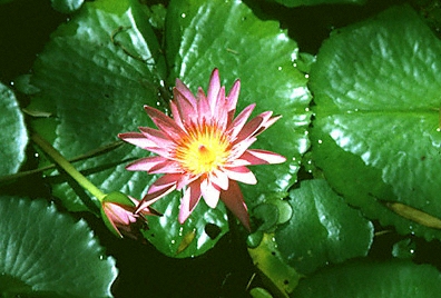 martinique, waterlilies, Balata