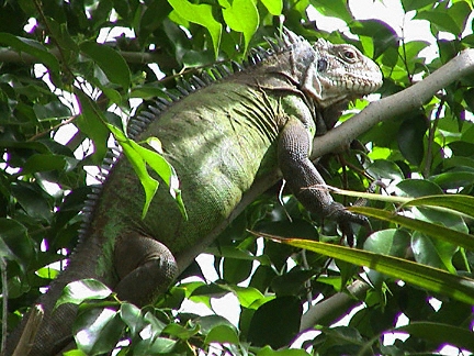 st barthelemy, iguane, iguana, Carl Gustaf Hôtel