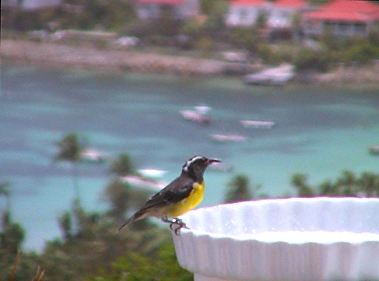 st barthelemy, sugar bird, St. Jean