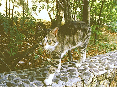 st barthelemy, chat, Village St. Jean