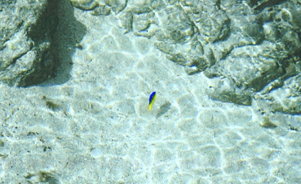 st barthelemy, tide pool, Anse de Grande Saline