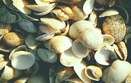 st barthelemy, beaches, plage, Shell Beach