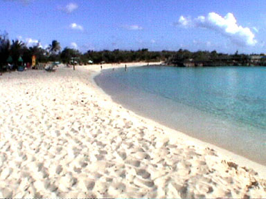 French St. Martin / Saint Martin / Coconut palms and tropical flowers