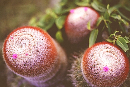 French St. Martin / Saint Martin / Cactus Flowers in Bloom