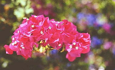 French St. Martin / Saint Martin / blossoms on Flamboyant tree