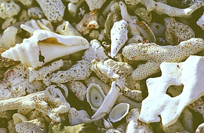 French St. Martin / Saint Martin / Shells / Coralita Beach
